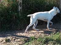 italian cane corso mastiff